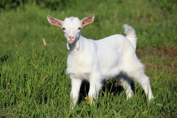 Jovem Cabras Brancas Pastando Prado Verde Dia Ensolarado Primavera — Fotografia de Stock