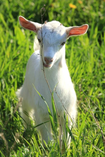 Jovem Cabras Brancas Pastando Prado Verde Dia Ensolarado Primavera — Fotografia de Stock