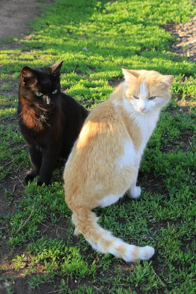 晴れた春の日に庭で黒と赤の2匹の猫の肖像画 — ストック写真