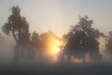 resim gibi yaz manzarası sisli şafak nehrin kıyısındaki bir meşe korusunda