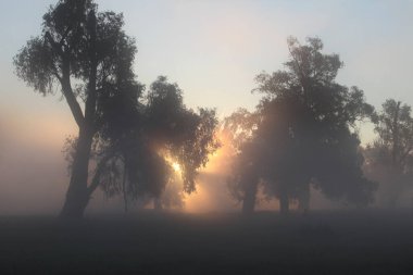resim gibi yaz manzarası sisli şafak nehrin kıyısındaki bir meşe korusunda