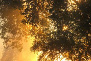 resim gibi yaz manzarası sisli şafak nehrin kıyısındaki bir meşe korusunda
