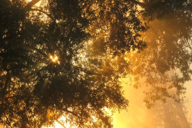 resim gibi yaz manzarası sisli şafak nehrin kıyısındaki bir meşe korusunda