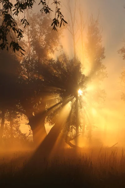 Paysage Estival Pittoresque Aube Brumeuse Dans Une Chênaie Sur Les — Photo