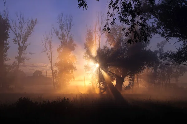Picturesque Summer Landscape Misty Dawn Oak Grove Banks River — Stock Photo, Image
