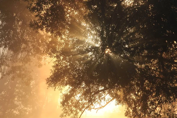 Picturesque Summer Landscape Misty Dawn Oak Grove Banks River — Stock Photo, Image