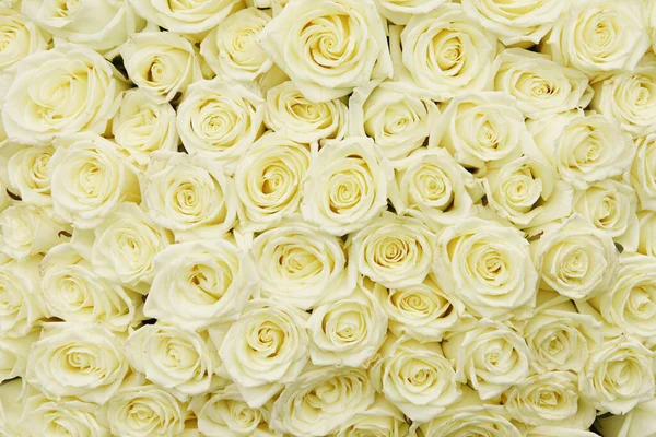 Isolated Close Huge Bouquet White Roses — Stock Photo, Image