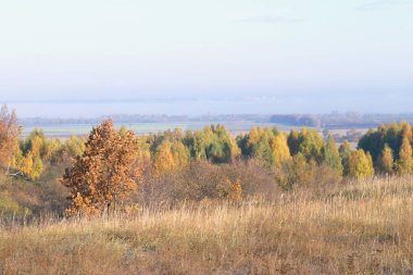 Sonbahar manzaraları ve mavi gökyüzünün arka planındaki ağaçlar