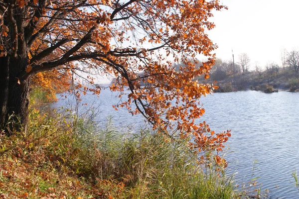 Paisaje Otoñal Del Río Los Árboles Día Soleado —  Fotos de Stock