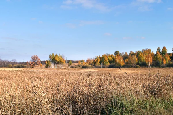 Herbst Landschaft Felder Und Bäume Vor Dem Hintergrund Des Blauen — Stockfoto