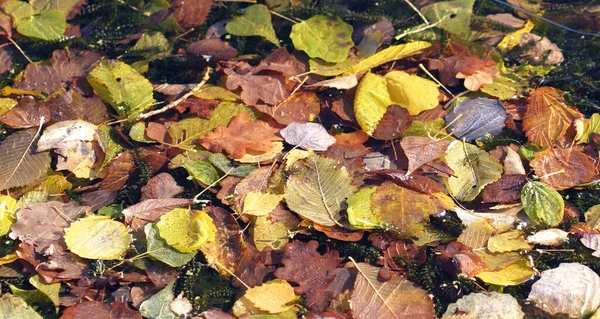 Primo Piano Foglie Autunnali Cadute Acqua — Foto Stock