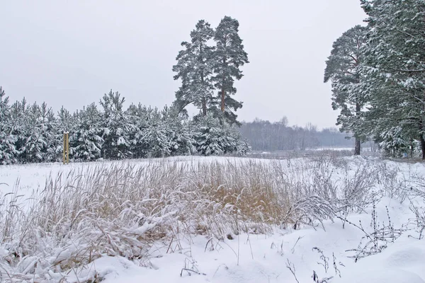 Vinter Landskap Tallskogar Träden Täckta Med Frost Och Snö — Stockfoto