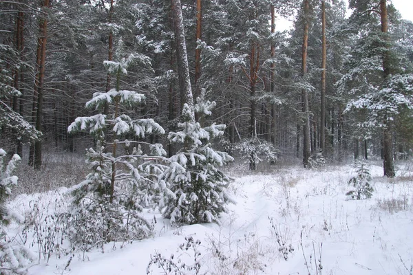 Paysage Hivernal Forêts Pins Les Arbres Sont Couverts Gel Neige — Photo