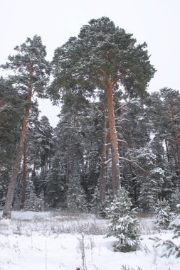 Çam ormanlarının kış manzarası, ağaçlar don ve karla kaplıdır.