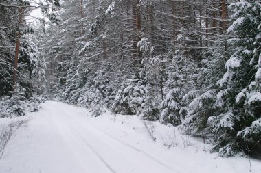 Yoğun bir ladin ormanında kışın yol karla kaplıydı.
