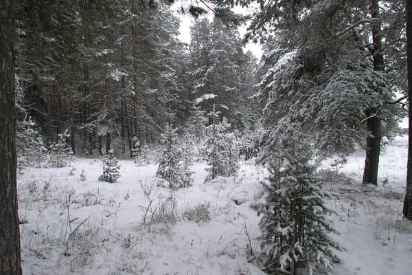 松林の冬の風景や木々は霜や雪で覆われ — ストック写真
