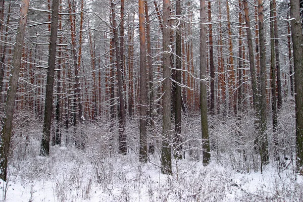Paesaggio Tronchi Pino Una Foresta Inverno — Foto Stock