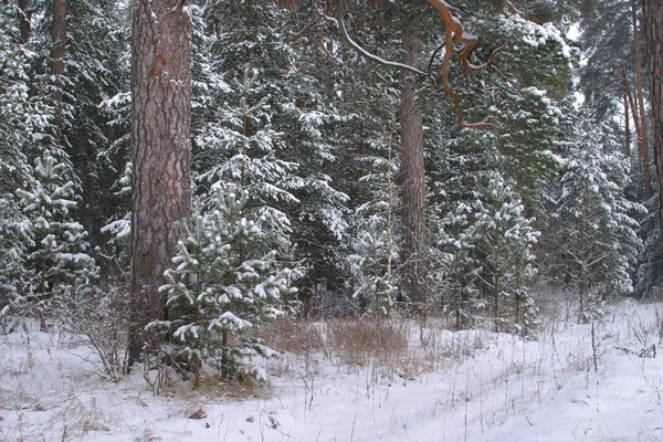 Zimní Krajina Borových Lesů Stromy Jsou Pokryty Mrazem Sněhem — Stock fotografie