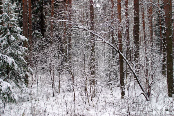 Invierno Paisaje Bosques Pinos Los Árboles Están Cubiertos Heladas Nieve —  Fotos de Stock