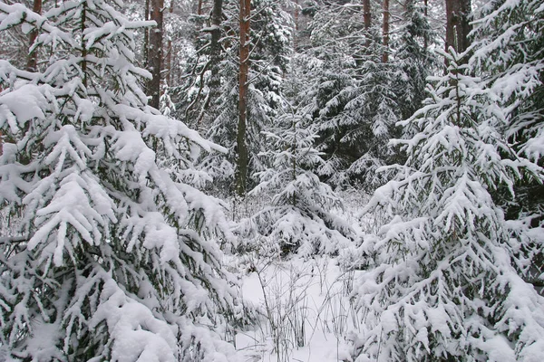 Зимний Пейзаж Сосновых Лесов Деревья Покрыты Морозом Снегом — стоковое фото