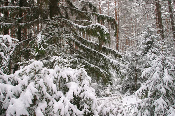 Зимний Пейзаж Сосновых Лесов Деревья Покрыты Морозом Снегом — стоковое фото