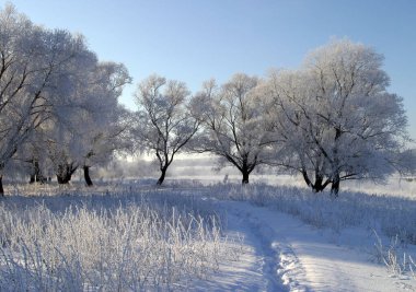 Kış manzarası karla kaplı tarlalar ve ağaçlar.