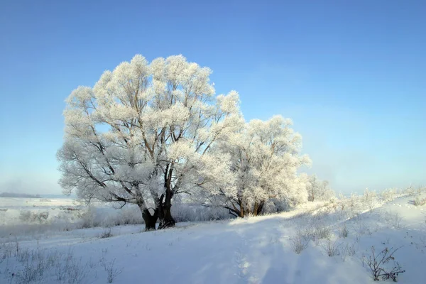 川の風景冬の朝ザイ — ストック写真