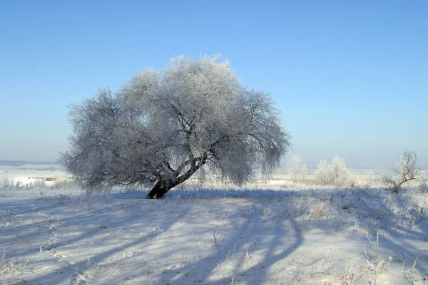 Winterlandschap Van Velden Bomen Bedekt Met Sneeuw — Stockfoto