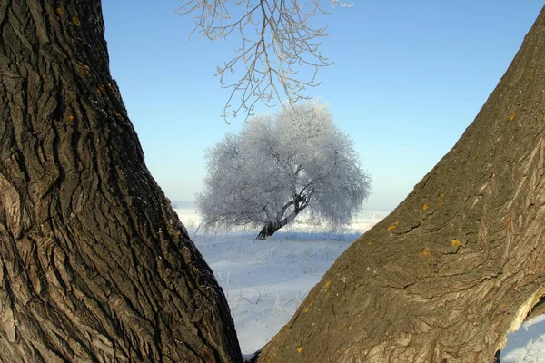 Одинокое Дерево Покрытое Морозом Пробитое Ветвями Другого Дерева — стоковое фото