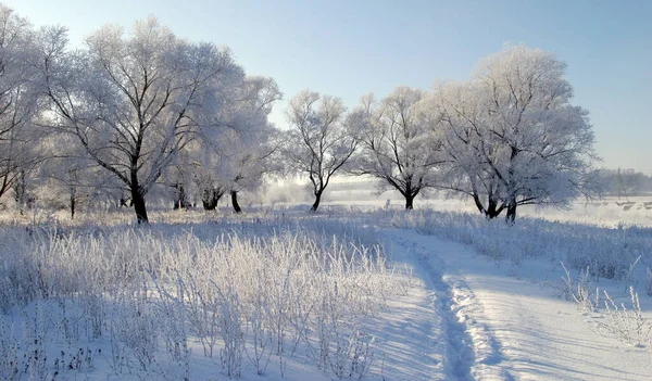 Paisagem Inverno Campos Árvores Cobertas Neve — Fotografia de Stock