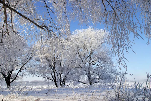 Χειμερινό Τοπίο Φωτεινό Παγωμένο Πρωινό Στο Δάσος Καλυμμένο Παγετό — Φωτογραφία Αρχείου