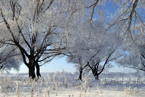 Winterlandschaft Strahlend Frostigen Morgen Den Wäldern Mit Frost Bedeckt — Stockfoto