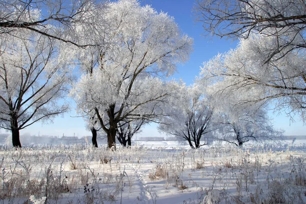 Winterlandschaft Strahlend Frostigen Morgen Den Wäldern Mit Frost Bedeckt — Stockfoto