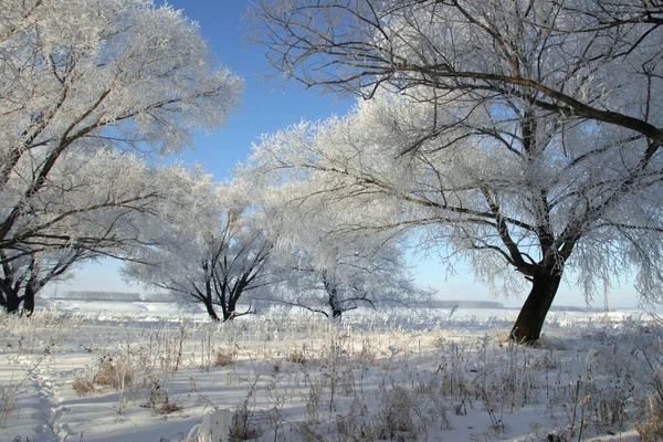 Zimní Krajina Jasné Mrazivé Ráno Lesích Pokryté Mrazem — Stock fotografie