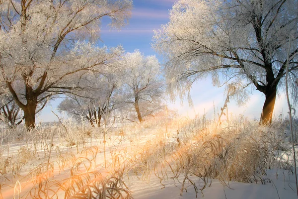 Winter Landscape Bright Frosty Morning Woods Covered Frost — Stock Photo, Image