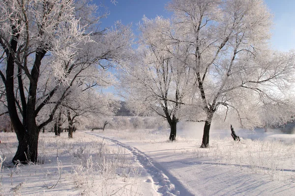 Paisagem Inverno Manhã Gelada Brilhante Nas Florestas Cobertas Geada — Fotografia de Stock