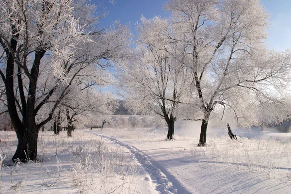 Paesaggio Invernale Brillante Mattina Gelida Nei Boschi Coperti Gelo — Foto Stock