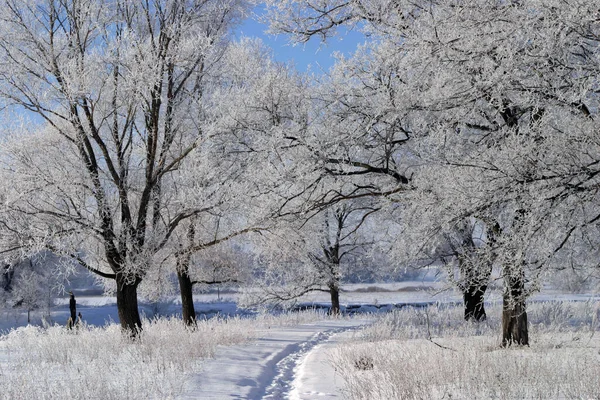 Paisagem Inverno Manhã Gelada Brilhante Nas Florestas Cobertas Geada — Fotografia de Stock