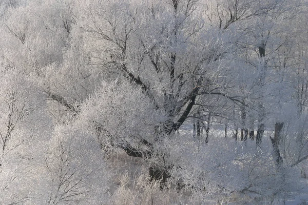 Zimní Krajina Zasněžené Pole Stromy Pokryté Mrazem — Stock fotografie