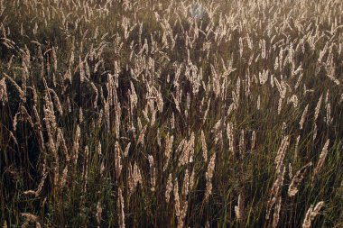 Güneşteki bir çayırda izole edilmiş yüksek sararmış otlar.