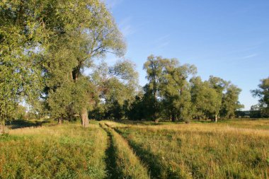 yaz günü ülke Road yakınlarında bir orman net üzerinden yürümek