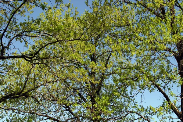 Кран Дерева Ранньою Ізоляцією Листя — стокове фото