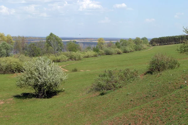 青い空と水平線の川に対する夏の風景緑のフィールドと木 — ストック写真