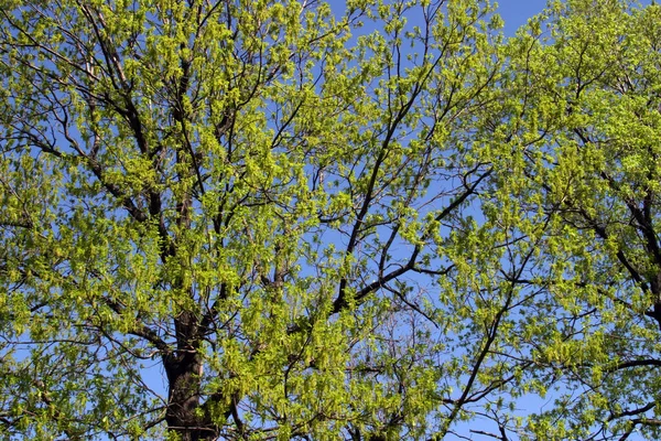 Corteza Del Árbol Con Las Hojas Aislamiento Temprano —  Fotos de Stock