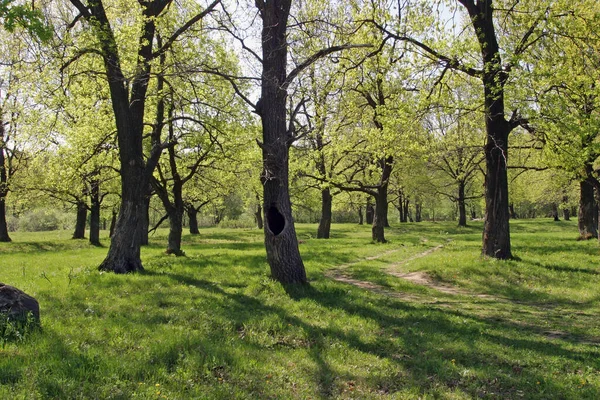 Krajobraz Polna Droga Przez Las Dębowy Wczesną Wiosną Jasny Dzień — Zdjęcie stockowe