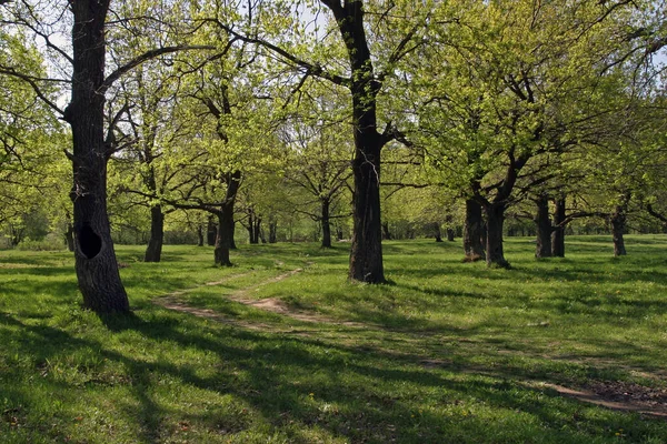 Estrada Terra Paisagem Através Bosque Carvalho Início Primavera Dia Claro — Fotografia de Stock