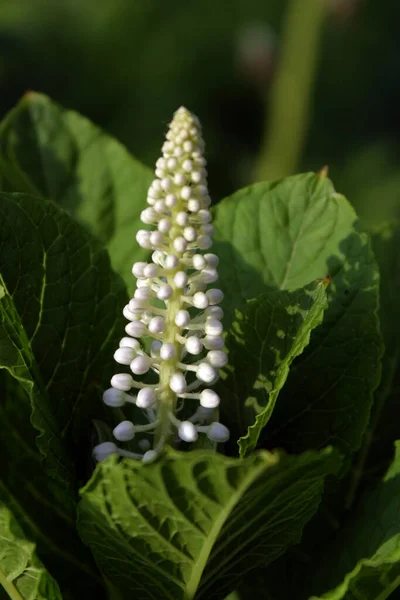Macro Flor Blanca Sobre Fondo Hierba Verde — Foto de Stock