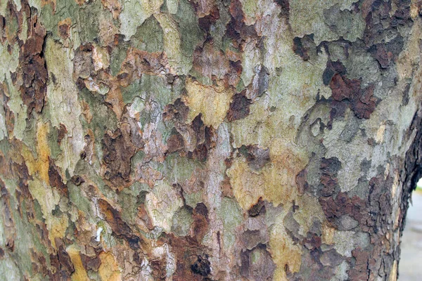 南部の木のマクロ地殻 — ストック写真