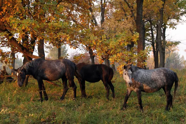 Konie Jesiennym Lesie — Zdjęcie stockowe
