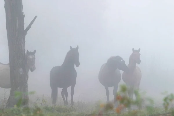 Pferdeherde Dichten Nebel Herbst Wald — Stockfoto